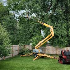 Best Fruit Tree Pruning  in Central Park, WA