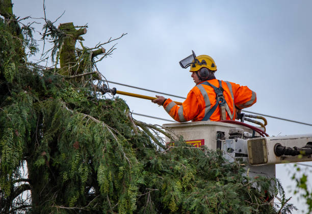 How Our Tree Care Process Works  in  Central Park, WA