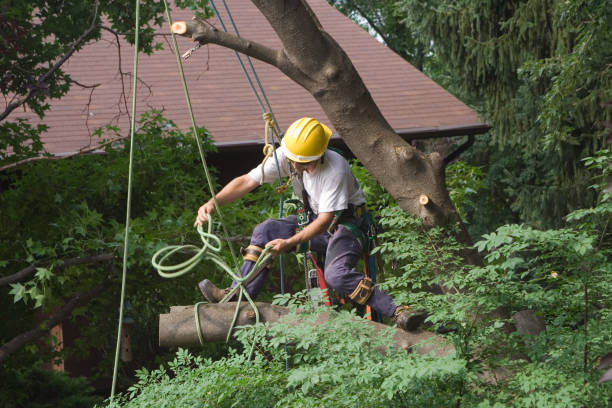 Best Tree Preservation Services  in Central Park, WA
