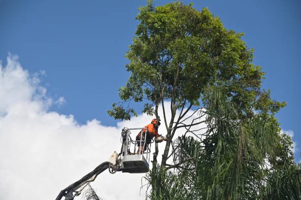 Best Lawn Irrigation Installation and Maintenance  in Central Park, WA
