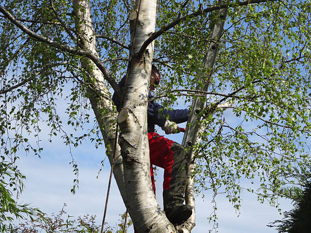 Best Palm Tree Trimming  in Central Park, WA