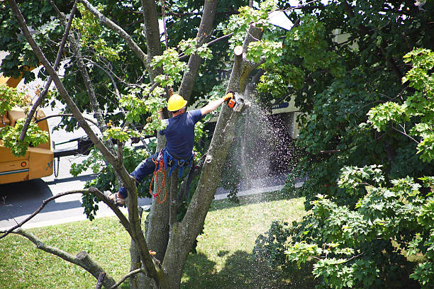 Central Park, WA Tree Care Company