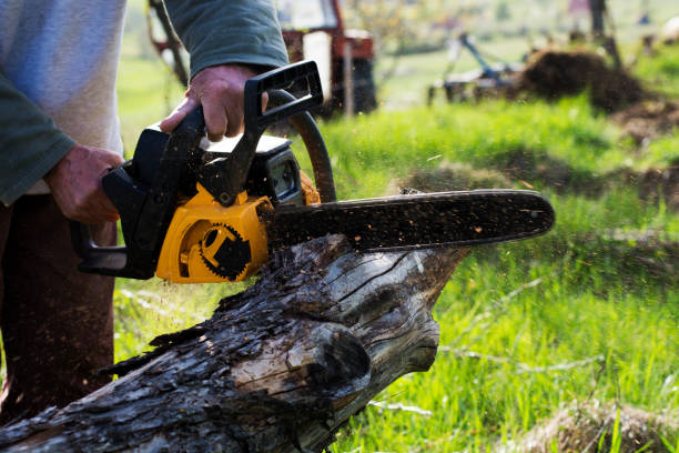 Best Commercial Tree Services  in Central Park, WA