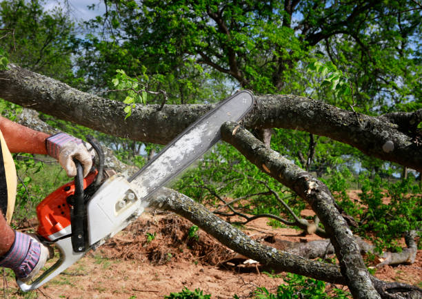  Central Park, WA Tree Care Pros