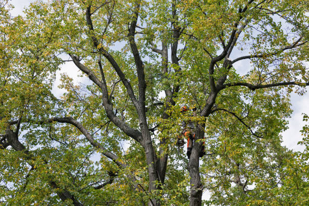 Best Root Management and Removal  in Central Park, WA
